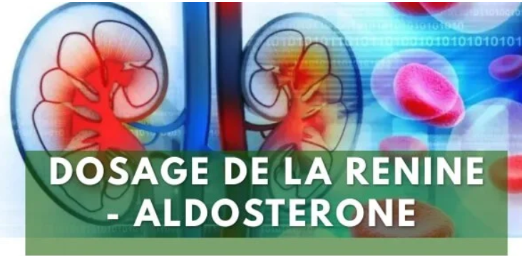 Rénine Aldostérone